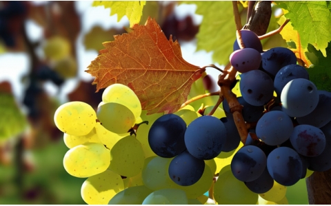 德國企業為何如此青睞中國商品貿易市場