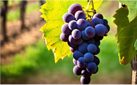 絲路酒莊葡萄酒品鑒會重慶紅酒培訓學習